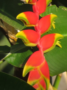Uganda Flora